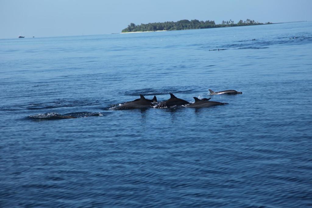 Arora Inn Maafushi Kültér fotó