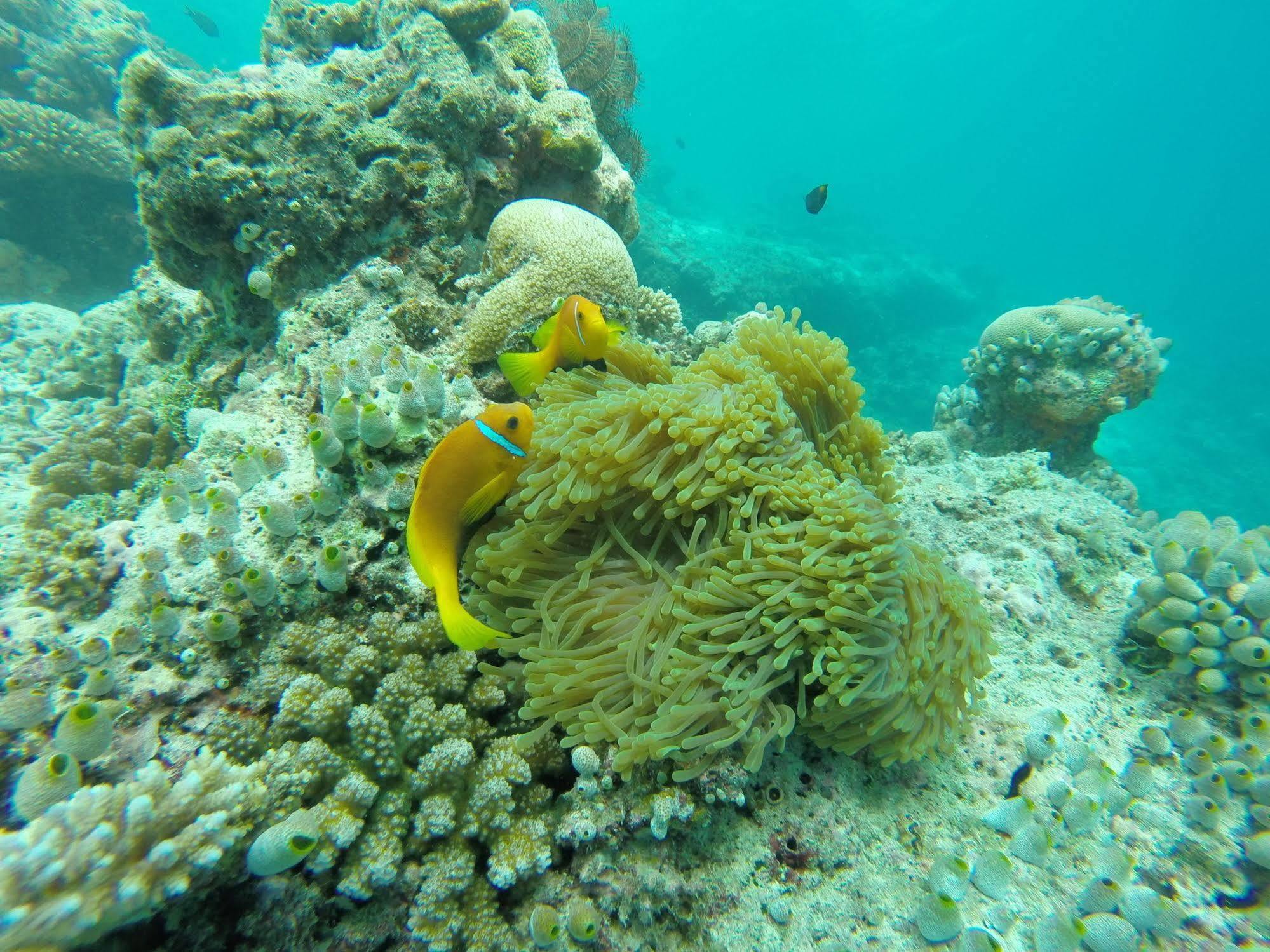 Arora Inn Maafushi Kültér fotó
