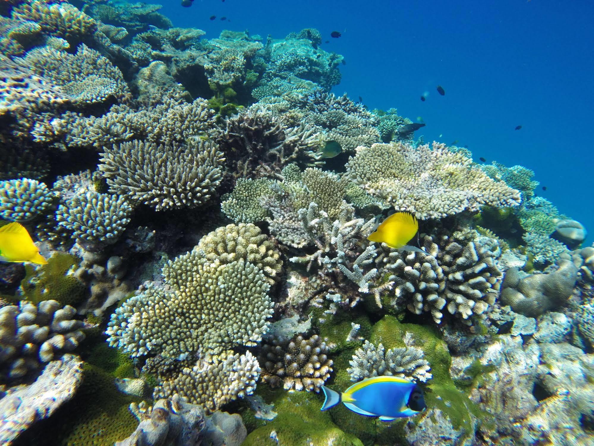 Arora Inn Maafushi Kültér fotó